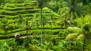 Bali rice field