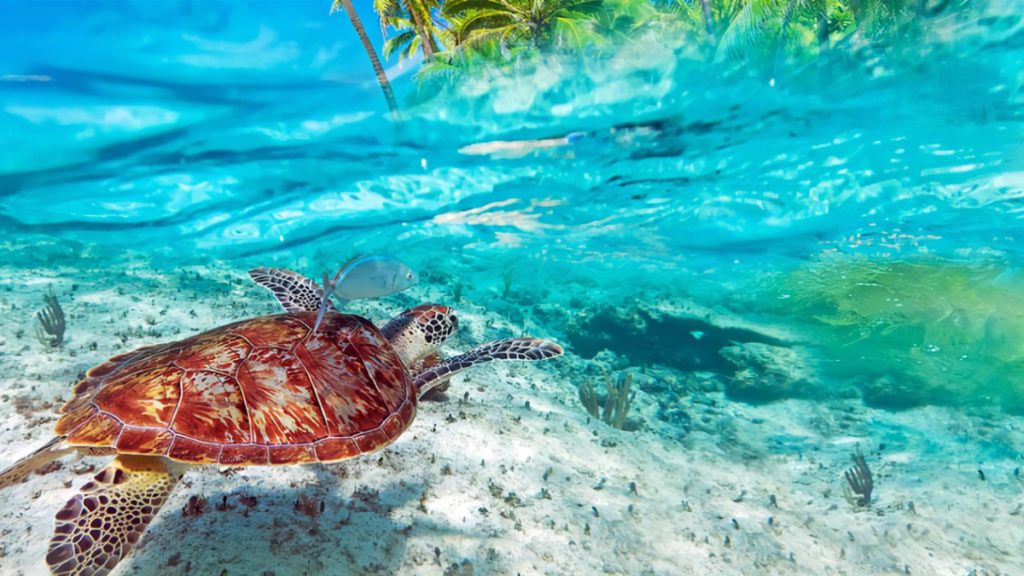 Playa del Carmen sea turtles