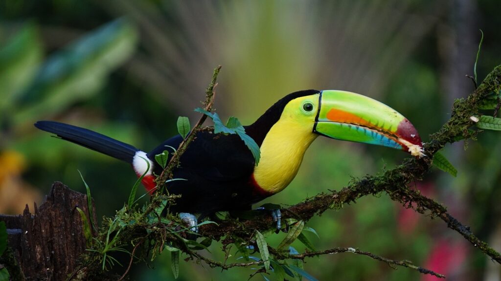 keel billed toucan, costa rica, nature