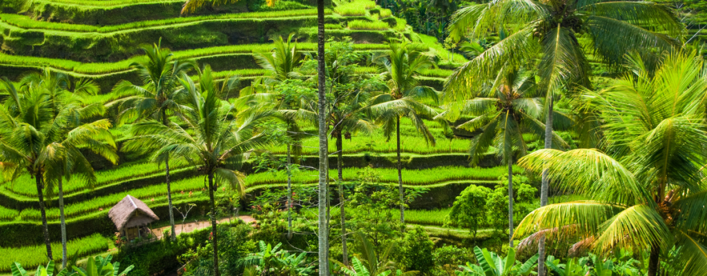 Bali rice field